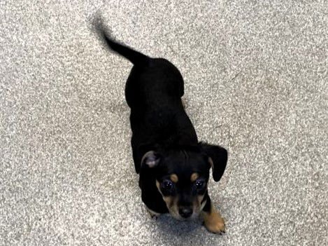 PIGLET - Dachshund available for adoption