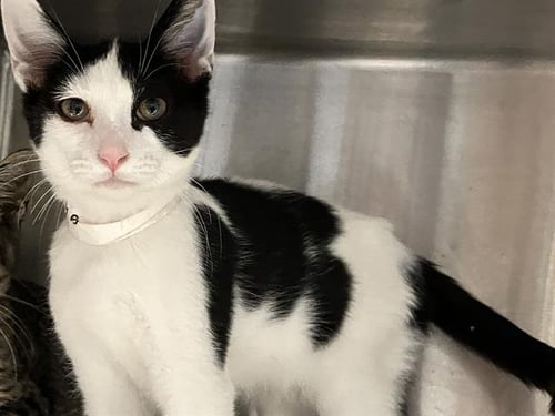 JEFF - Domestic Short Hair available for adoption