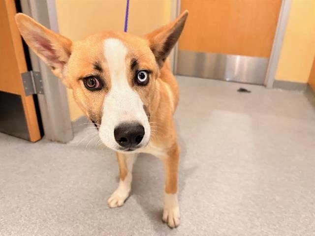 AUGGIE - Siberian Husky available for adoption