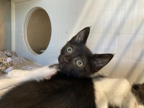JESS - Domestic Short Hair available for adoption