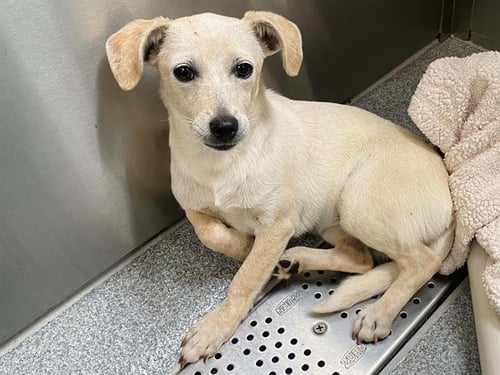 ABRA - Parson Russell Terrier available for adoption