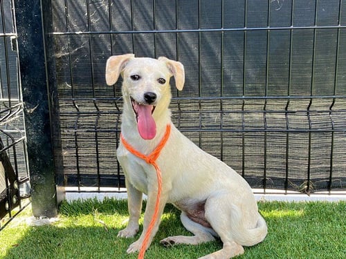 ABRA - Parson Russell Terrier available for adoption