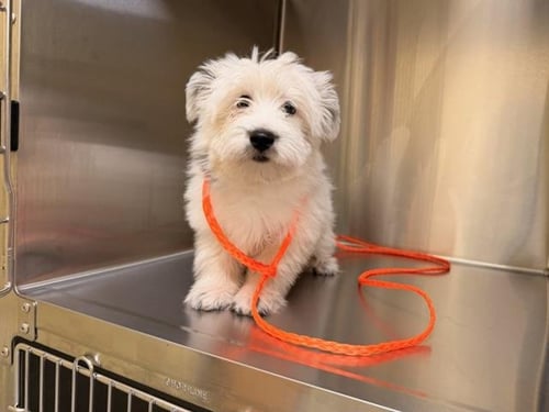 CANDY CORN - West Highland White Terrier Westie available for adoption