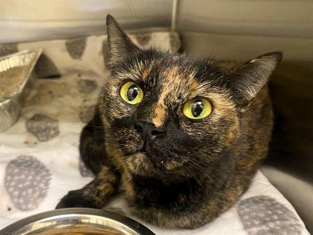 PEACH - Domestic Short Hair available for adoption