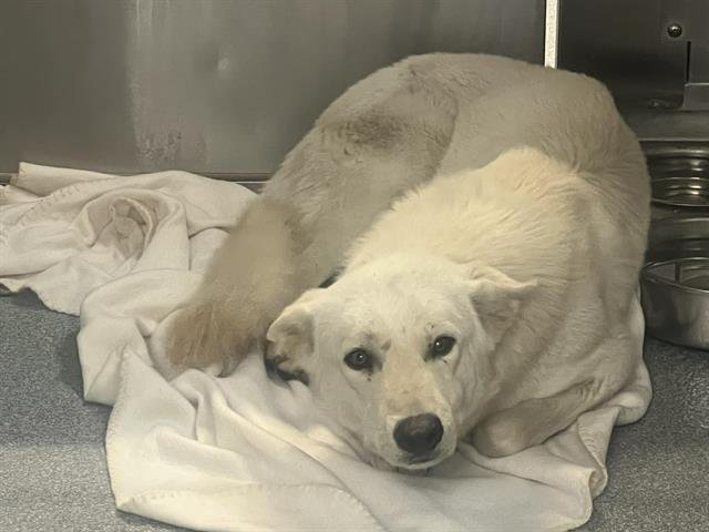 CILLIAN - German Shepherd Dog available for adoption