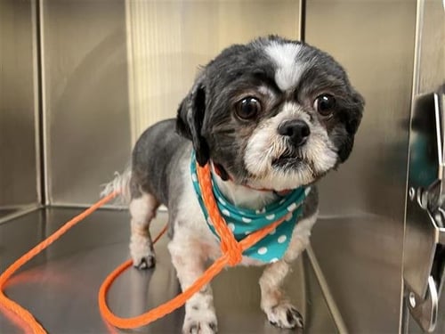 HERMIONE - Shih Tzu available for adoption