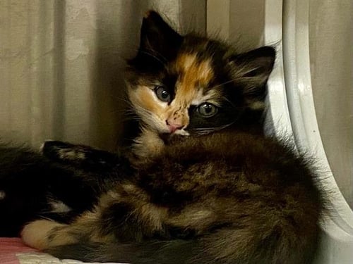CANDYCORN - Domestic Short Hair available for adoption