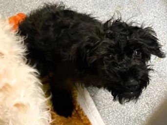 HAZEL - Poodle (Miniature) / Miniature Schnauzer available for adoption