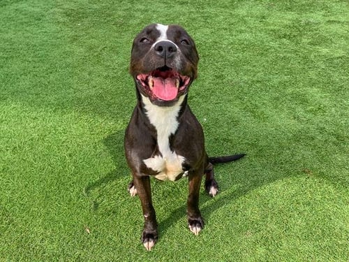 GORDY - Pit Bull Terrier available for adoption