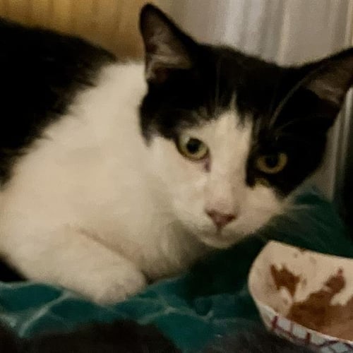 MARCH - Domestic Short Hair available for adoption