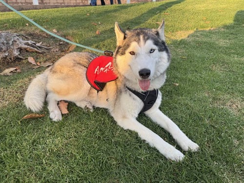 NALU - Siberian Husky available for adoption