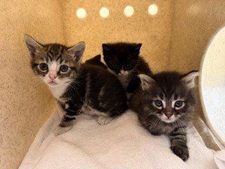 BRAVE - Domestic Short Hair available for adoption