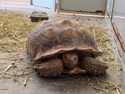 GOBLIN KING - Tortoise available for adoption