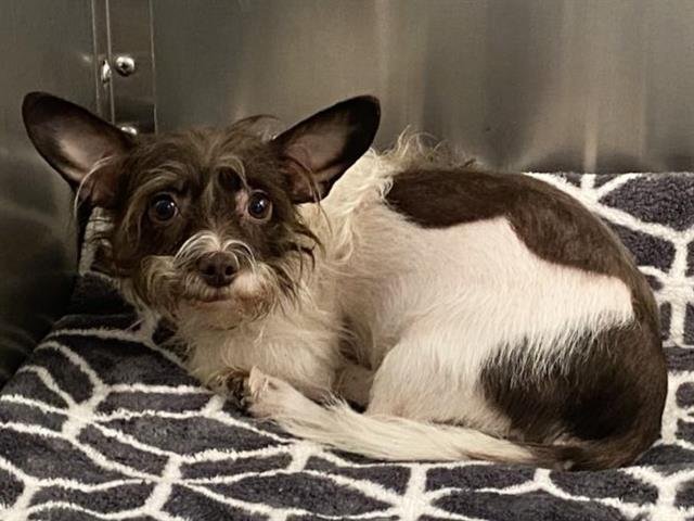 ELEANOR - Toy Fox Terrier available for adoption