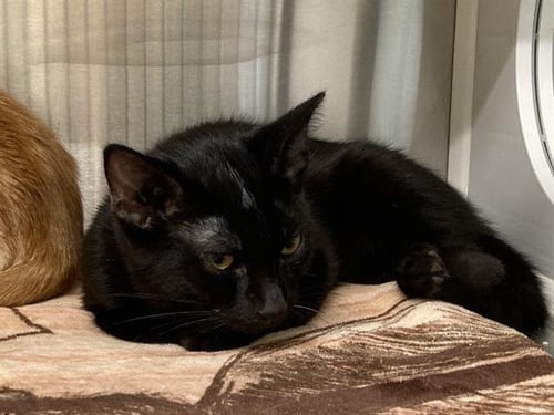 TOMATO - Domestic Short Hair available for adoption