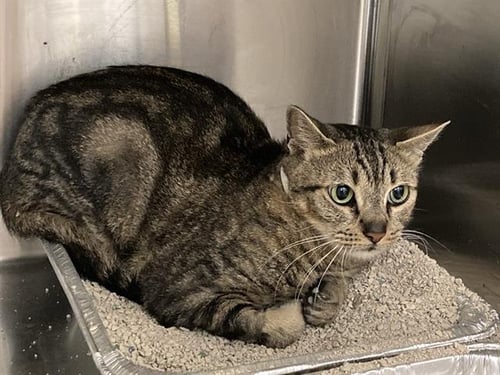 POLLY - Domestic Short Hair available for adoption