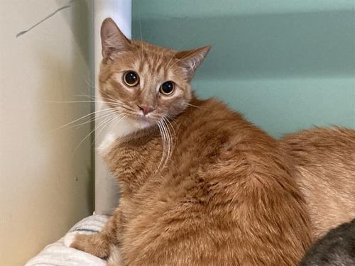 JOSHUA - Domestic Short Hair available for adoption