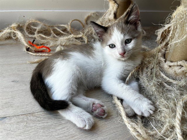 SAMMY Image