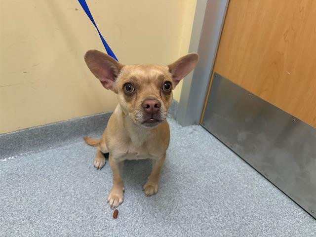 SHELBY - French Bulldog available for adoption