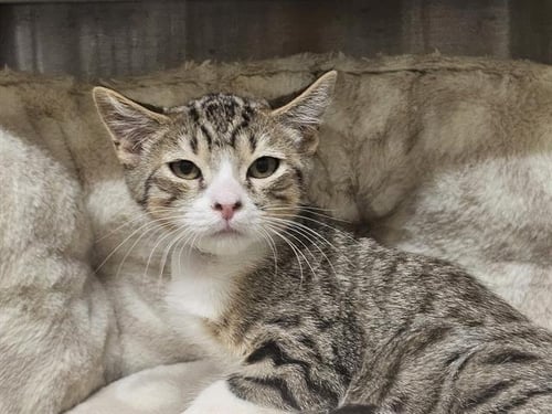 FIB - Domestic Short Hair available for adoption