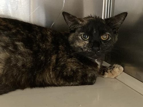 CARA - Domestic Short Hair available for adoption