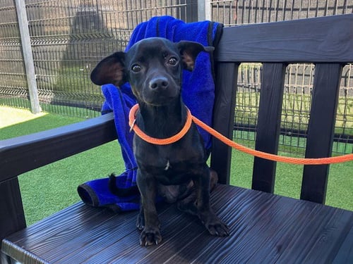 QUESARITO - Chihuahua available for adoption