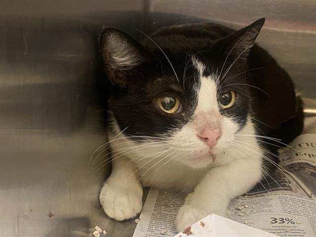 SOOKIE - Domestic Short Hair available for adoption