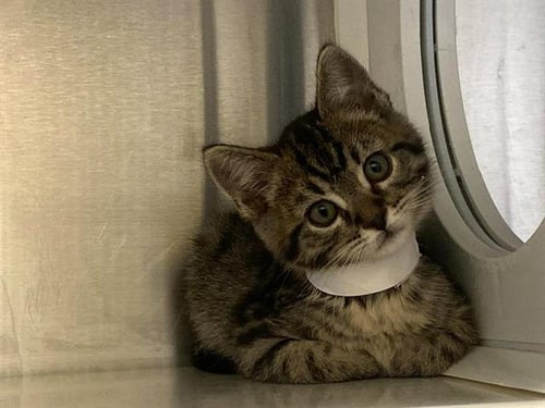 GRACE - Domestic Short Hair available for adoption