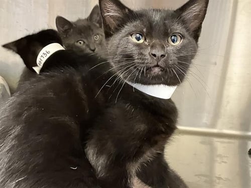 BRIANNA - Domestic Short Hair available for adoption