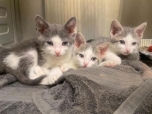 A1976228 - Domestic Short Hair available for adoption