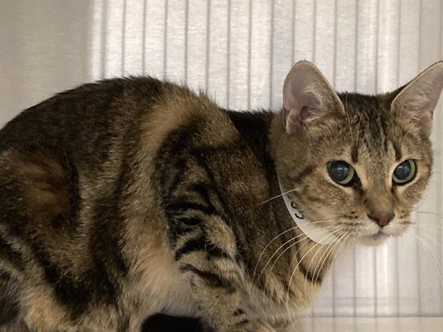 AUTUMN - Domestic Short Hair available for adoption