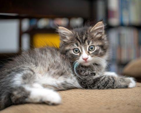 OWL - Domestic Medium Hair available for adoption