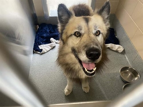 ARTORIAS - German Shepherd Dog available for adoption