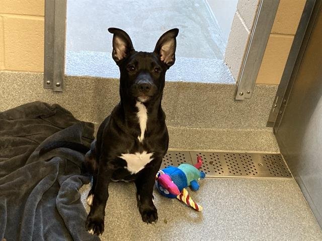 GRACIE - Labrador Retriever / Bull Terrier available for adoption