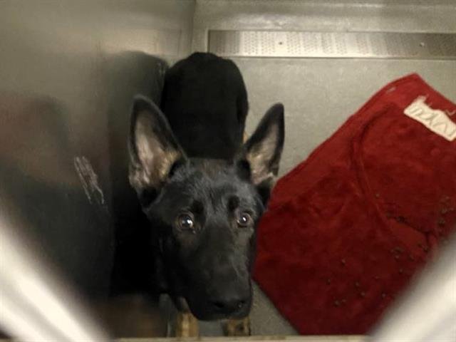 ATLAS - German Shepherd Dog available for adoption