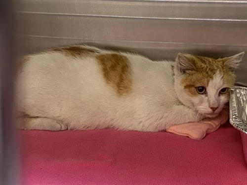 RAY - Domestic Short Hair for adoption in Anaheim