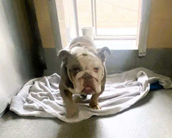 DARKWOLF - English Bulldog available for adoption