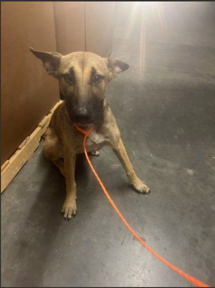 MARNIE - Belgian Shepherd Malinois available for adoption