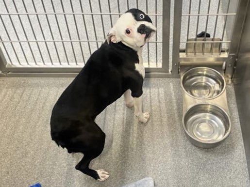 RAIN - Boston Terrier available for adoption