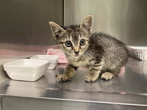 TIMMY - Domestic Short Hair available for adoption