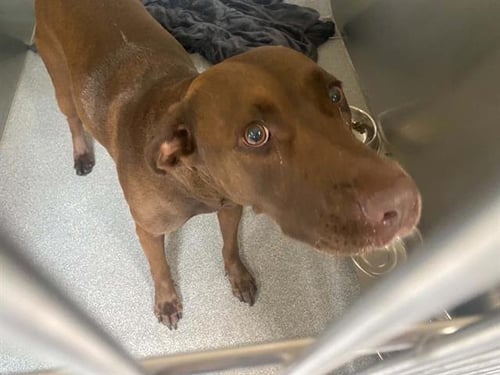 PIDGEY - Labrador Retriever / Pit Bull Terrier available for adoption