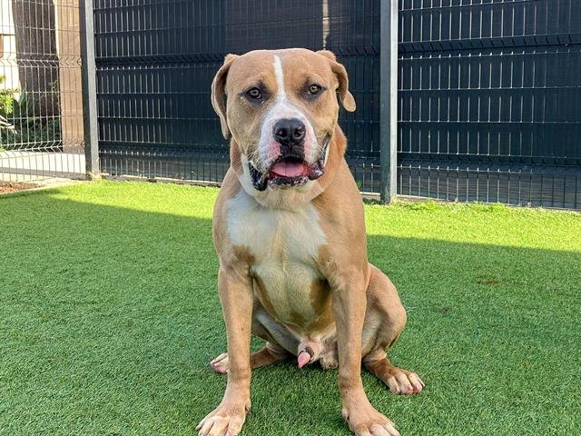 TYSON - Pit Bull Terrier available for adoption