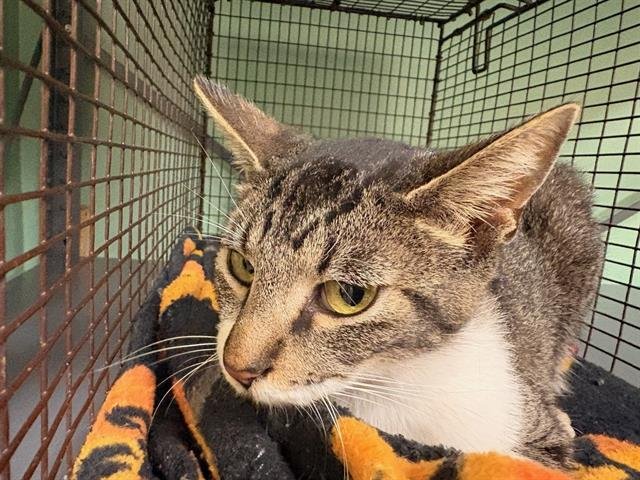 SQUEEKS - Domestic Short Hair available for adoption