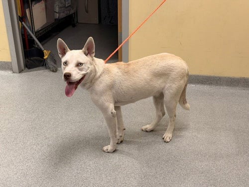 YUKI - Siberian Husky available for adoption