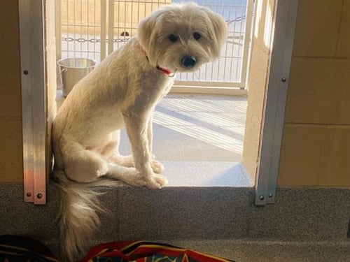 CALVIN - Wheaten Terrier available for adoption