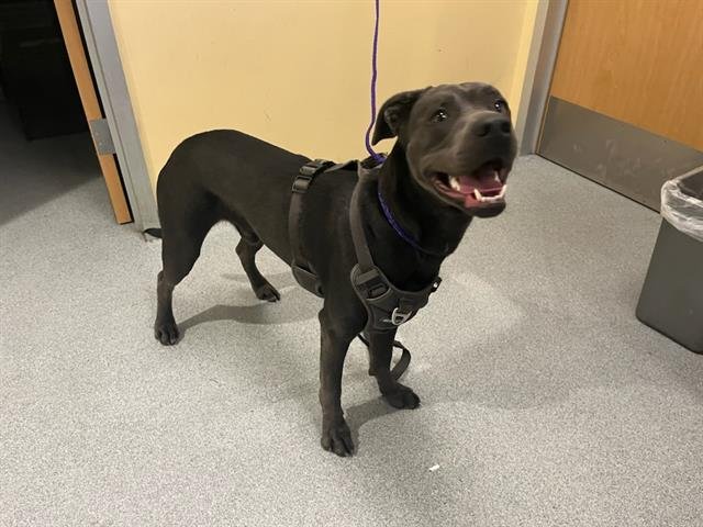 BARNEY - Weimaraner available for adoption