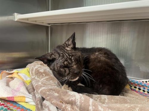 MR. FIZZ - Domestic Short Hair available for adoption