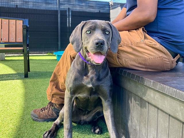 DAISY - Great Dane available for adoption