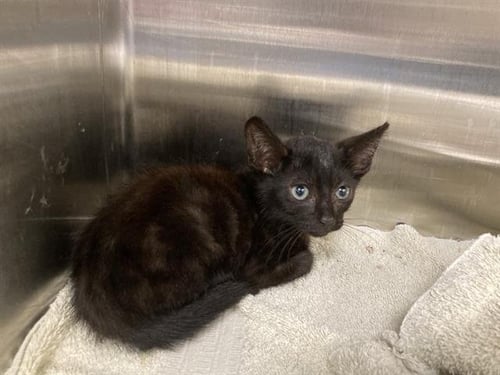 MADDIE - Domestic Short Hair available for adoption