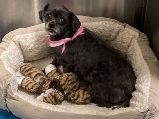 PEAR - Shih Tzu available for adoption